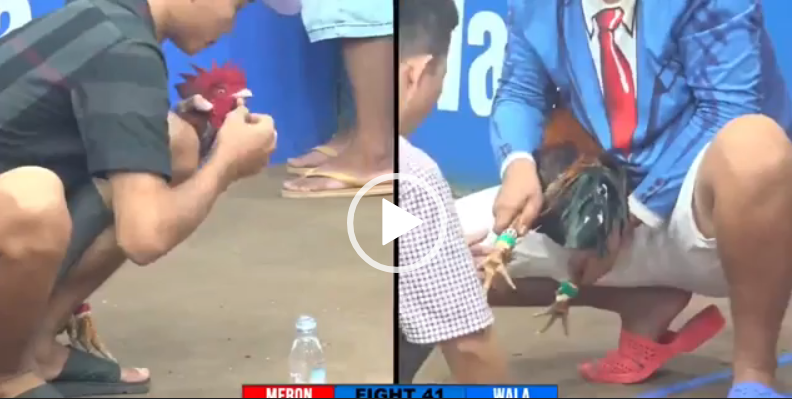 TRẬN GÀ ĐÁ GIẢI 15/04/2024 DUYÊN TI VS HƯNG CẦN THƠ 3 duyen ti vs hung can tho