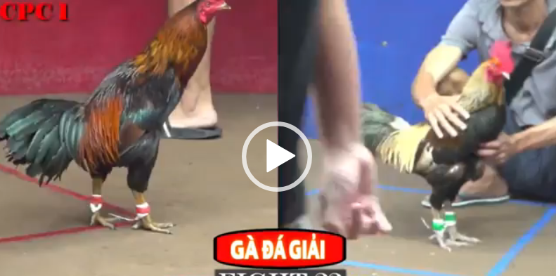 GÀ ĐÁ GIẢI TÍNH GAKING VS TUẤN CU TG CPC1 NGÀY 18/07 7 tính gaking vs tuấn cu tg cpc1