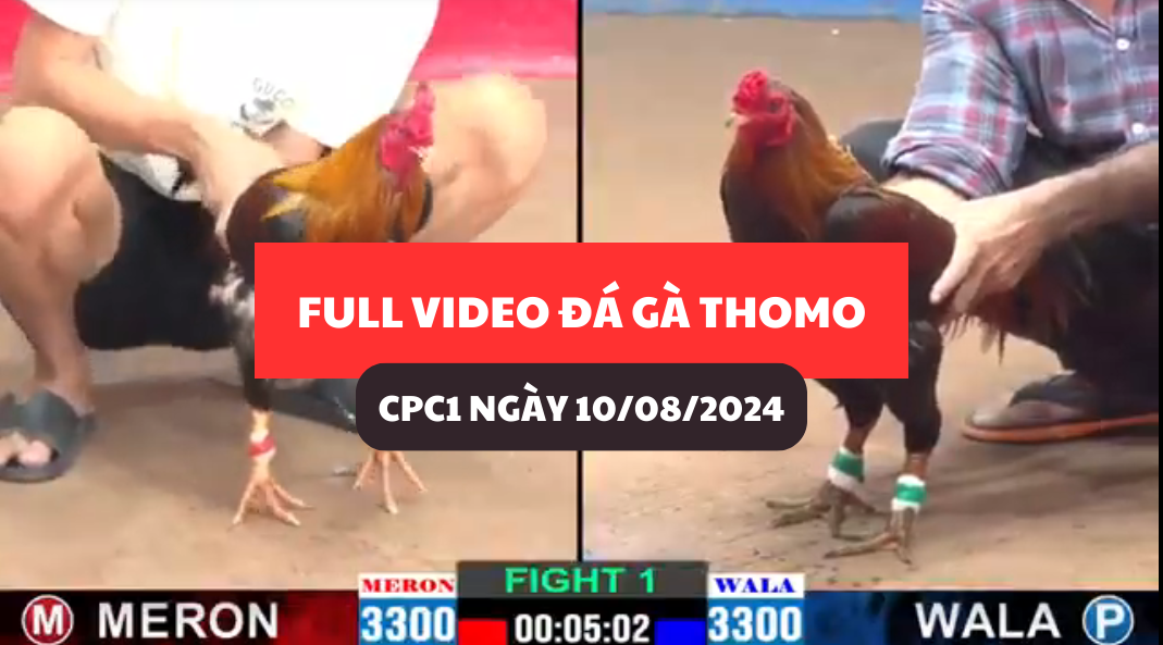 Full Video đá gà Thomo Campuchia tại CPC1 ngày 10/08/2024 6 full-video-da-ga-thomo-campuchia-tai-cpc1-ngay-10-08-2024