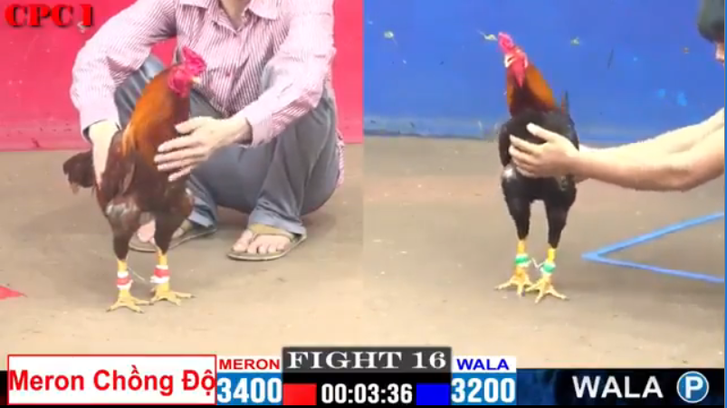 Anh Mỹ Liều vs Anh Hòa - Trận 16 CPC1 ngày 08/08/2024 2 tran-16-cpc1-my-lieu-vs-anh-hoa-08-08-2024
