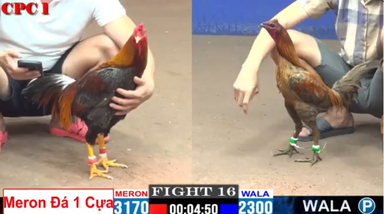 Trận 16 CPC1 Phước Cần Thơ vs Duyên Ti gà đen Tây Bắc 03/08/2024 2 tran-16-cpc1-phuoc-can-tho-vs-duyen-ti