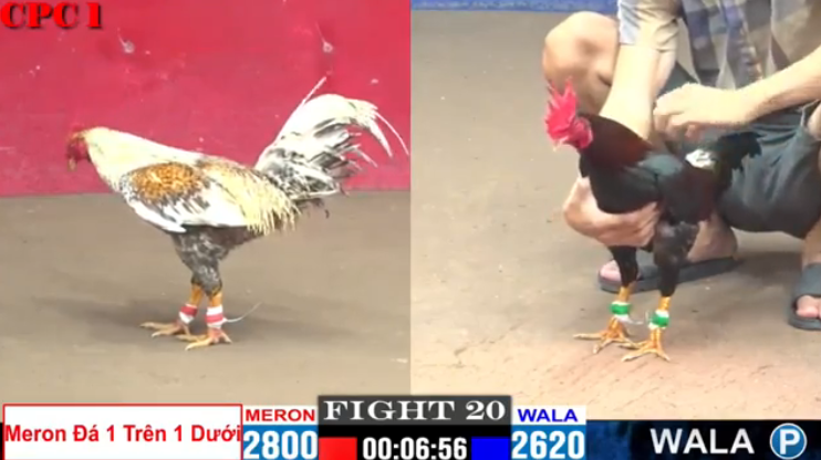 Trận 20 CPC1 Sen Vĩnh Châu vs Duyên Ti 03/08/2024 5 tran-20-cpc2-sen-vinh-chau-vs-duyen-ti