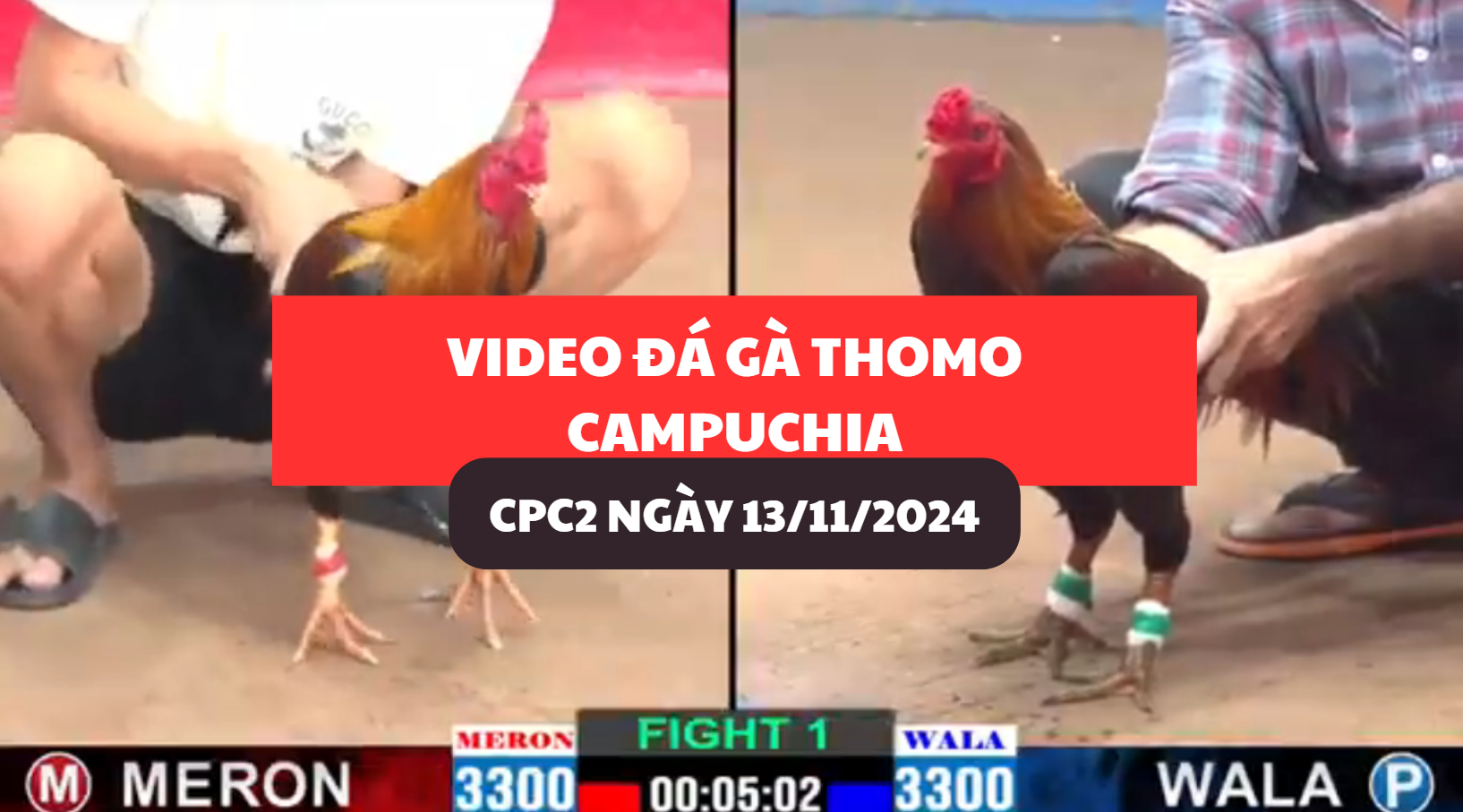 Video Đá Gà Thomo Campuchia tại CPC2 ngày 13/11/2024 8 da-ga-thomo-campuchia-tai-cpc2-ngay-13-11-2024