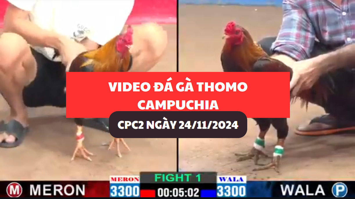 Video Đá Gà Thomo Campuchia tại CPC2 ngày 24/11/2024 1 đá gà thomo tại cpc2 ngày 24/11/2024