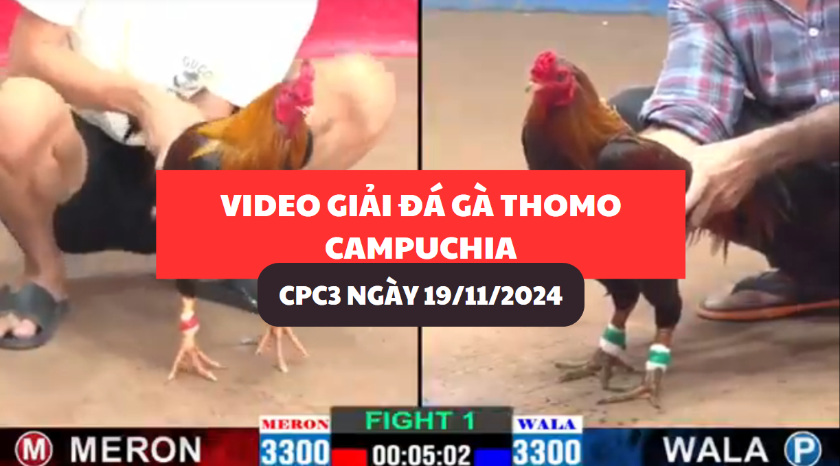 Video Đá Gà Thomo Campuchia tại CPC3 ngày 19/11/2024 4 đá gà thomo tại cpc3 hôm nay