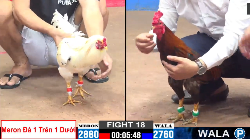 Trận 18 CPC2 ngày 15/11/2024 - Bảo Sting ngông cuồng chấp cựa 1 trận 18 cpc2 ngày 15/11/2024 bảo sting vs anh long