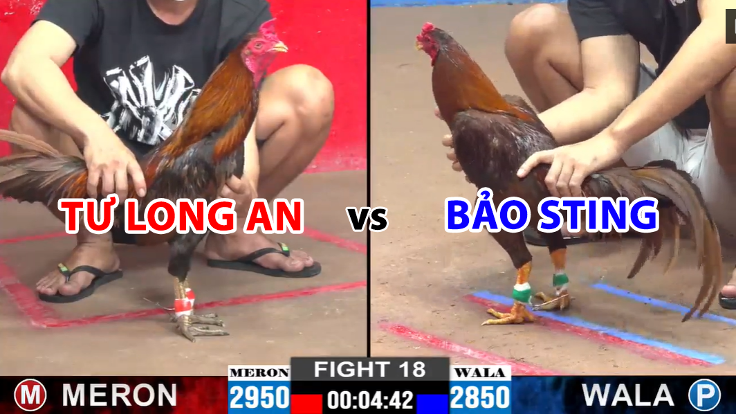 Trận 18 CPC2 ngày 24/11/2024 - Bảo Sting thả gà khét lụm Tư Long An 8 trận 18 cpc2 ngày 24/11/2024 tư long an vs bảo sting
