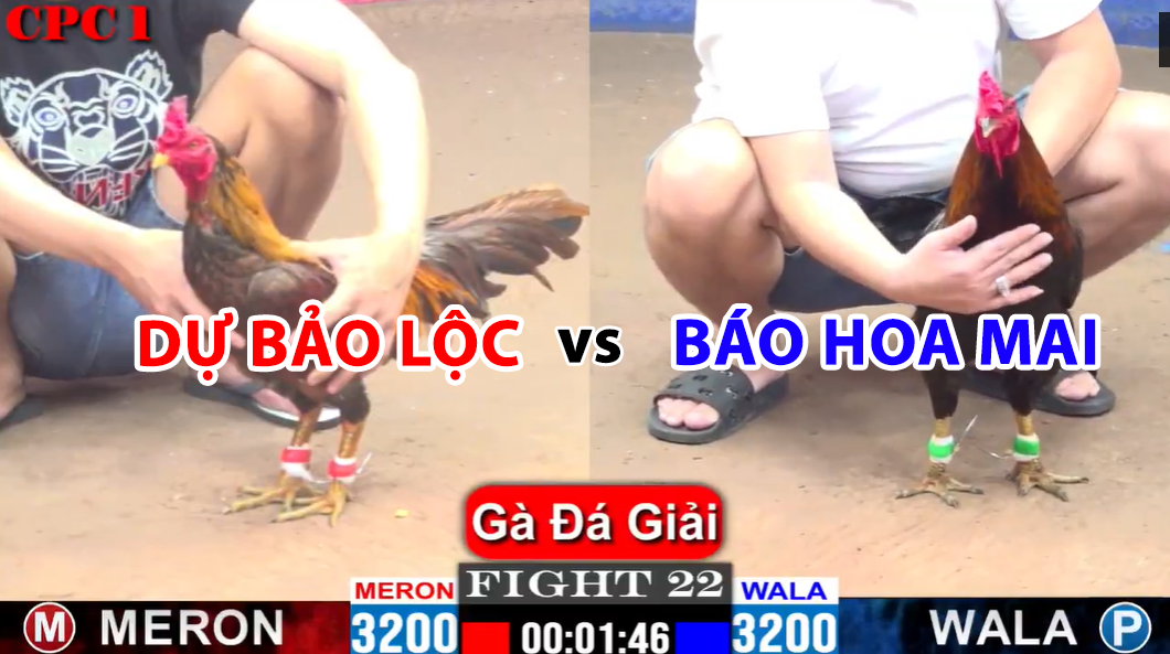 Trận 22 CPC1 ngày 23/11/2024 - Mẻ gà khét của Dự Bảo Lộc quá hay 3 trận 22 cpc1 ngày 23/11/2023 dự bảo lộc vs báo hoa mai