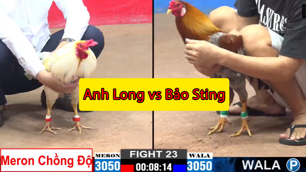 Trận 23 CPC2 ngày 15/11/2024 - Bảo Sting bị hạ đo ván 9 trận 23 cpc2 ngày 15/11/2024 anh long vs bảo sting