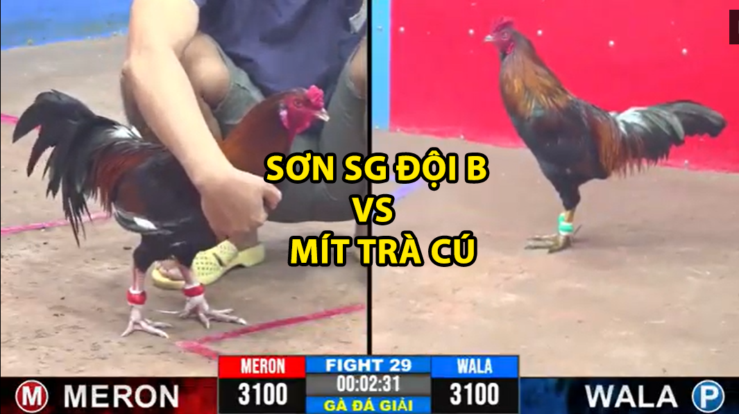Trận 29 CPC3 ngày 19/11/2024 - Mít Trà Cú thua ngay trận đầu giải 1 trận 29 cpc3 ngày 19/11/2024 sơn sài gòn đội b vs mít trà cú