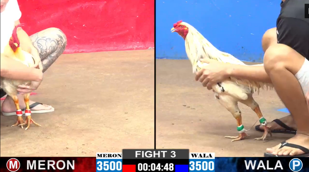 Trận 3 CPC2 ngày 15/11/2024 -Gà Bướm Của Bảo Sting Ăn Trận Đầu 5 tran-3-cpc2-ngay-15-11-2024-ga-buom-cua-bao-sting