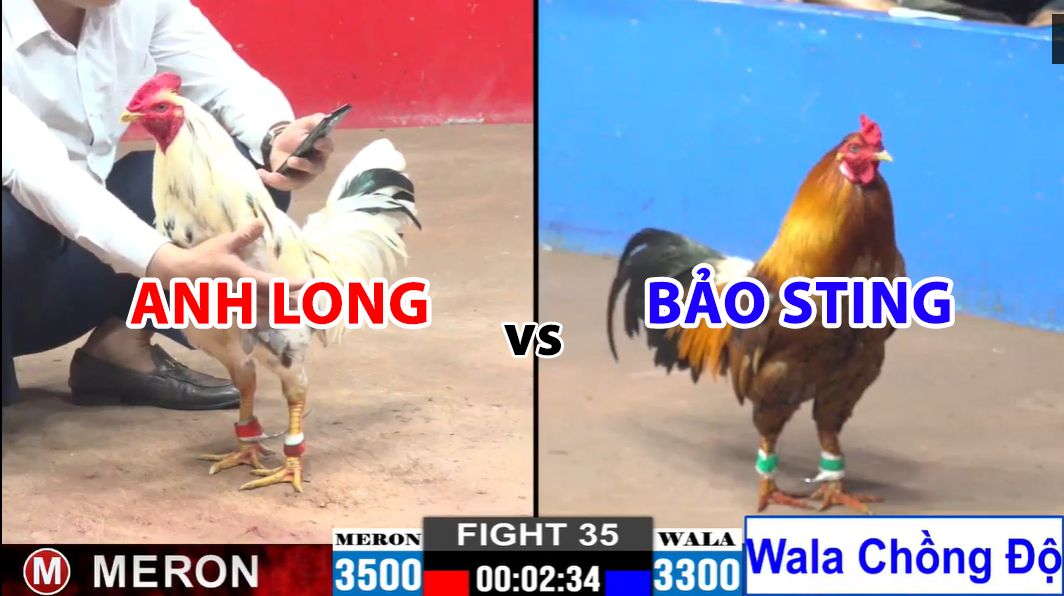 Trận 35 CPC2 ngày 29/11/2024 - Bảo Sting chồng độ gà xanh WALA 5 trận 35 cpc2 ngày 29/11/2024 hôm nay bảo sting chồng độ