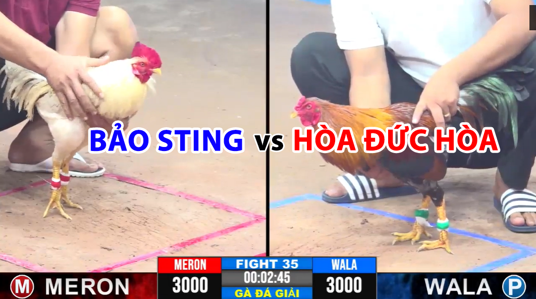 Trận 35 CPC3 ngày 19/11/2024 - Bảo Sting thua trận thứ 2 trước Hòa Đức Hòa 4 trận 35 cpc3 ngày 19/11/2024