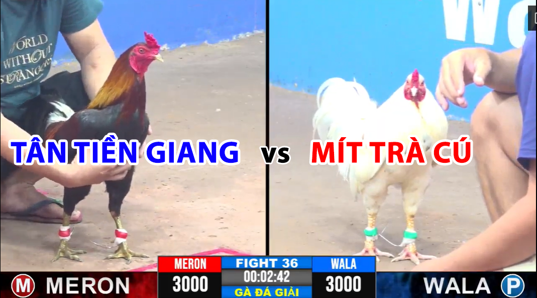 Trận 36 CPC3 ngày 19/11/2024 - Mít Trà Cú có trận thắng đầu tiên 10 trận 36 cpc3 ngày 19/11/2024 tân tiền giang vs mít trà cú