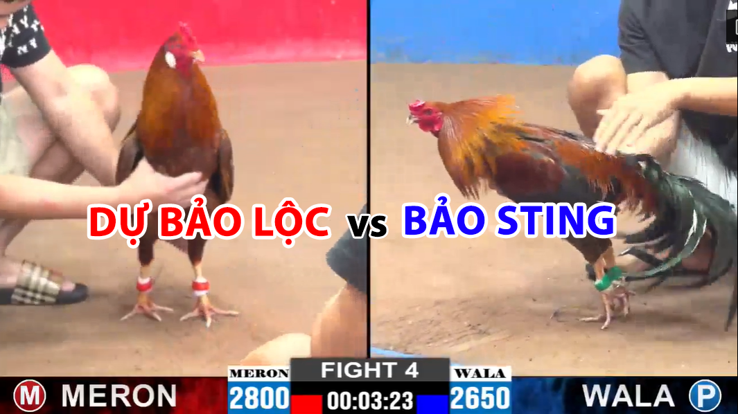 Trận 4 CPC2 ngày 24/11/2024 - Bảo Sting hạ đo ván Dự Bảo Lộc 10 trận 4 cpc2 ngày 24/11/2024 dự bảo lộc vs bảo sting