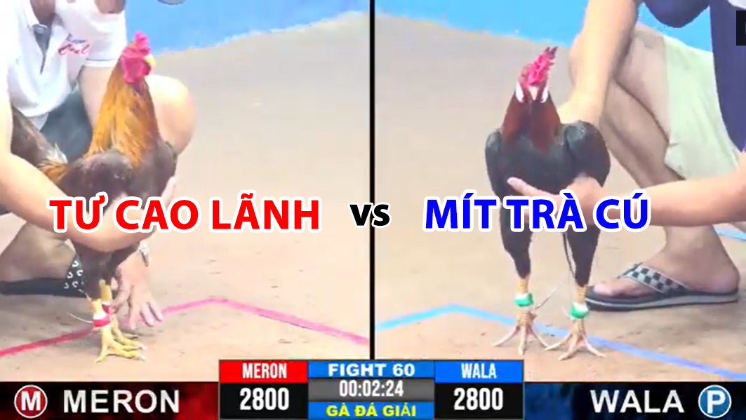 Trận 60 CPC3 ngày 19/11/2024 - Mít Trà Cú thua thảm hại 8 trận 60 cpc3 ngày 19/11/2024 tư cao lãnh vs mít trà cú