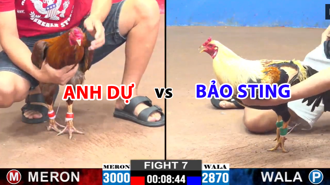 Trận 7 CPC2 ngày 27/11/2024 - Khét cọp khiến Bảo Sting sửa gà bất thành 9 trận 7 cpc2 ngày 27/11/2024 anh dự vs bảo sting