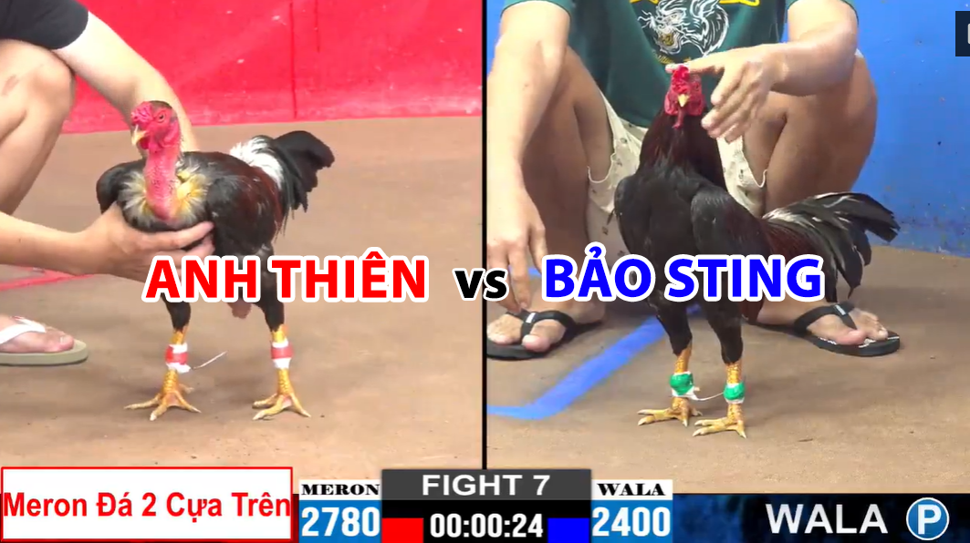 Trận 7 CPP2 ngày 20/11/2024 - Anh Thiên chấp Bảo Sting 2 cây trên 3 trận 7 cpc2 ngày 20/11/2024 anh thiên vs bảo sting