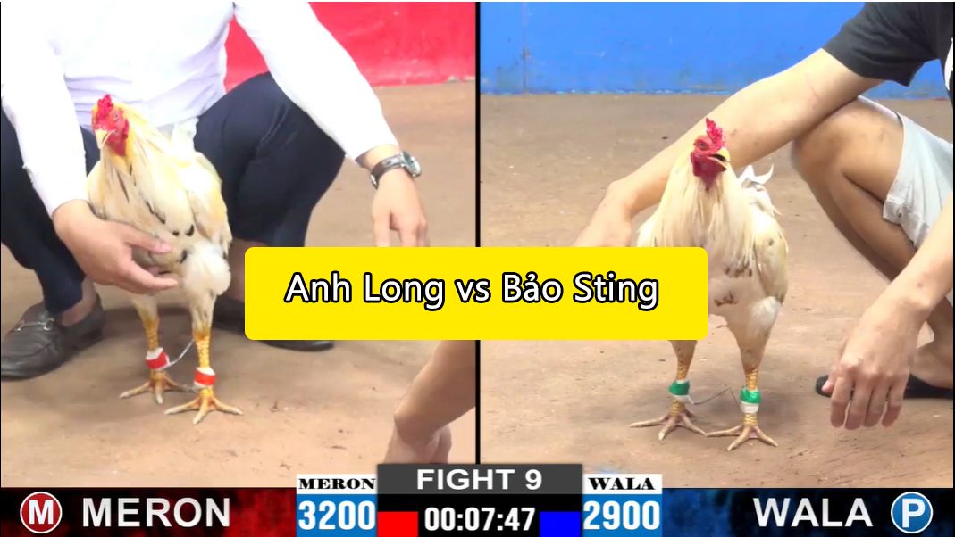 Trận 9 CPC2 ngày 15/11/2024 - Gà Bảo Sting chấp hơn 3 chấm vẫn lụm 4 trận 9 cpc2 ngày 15/11/12024 bảo sting vs anh long