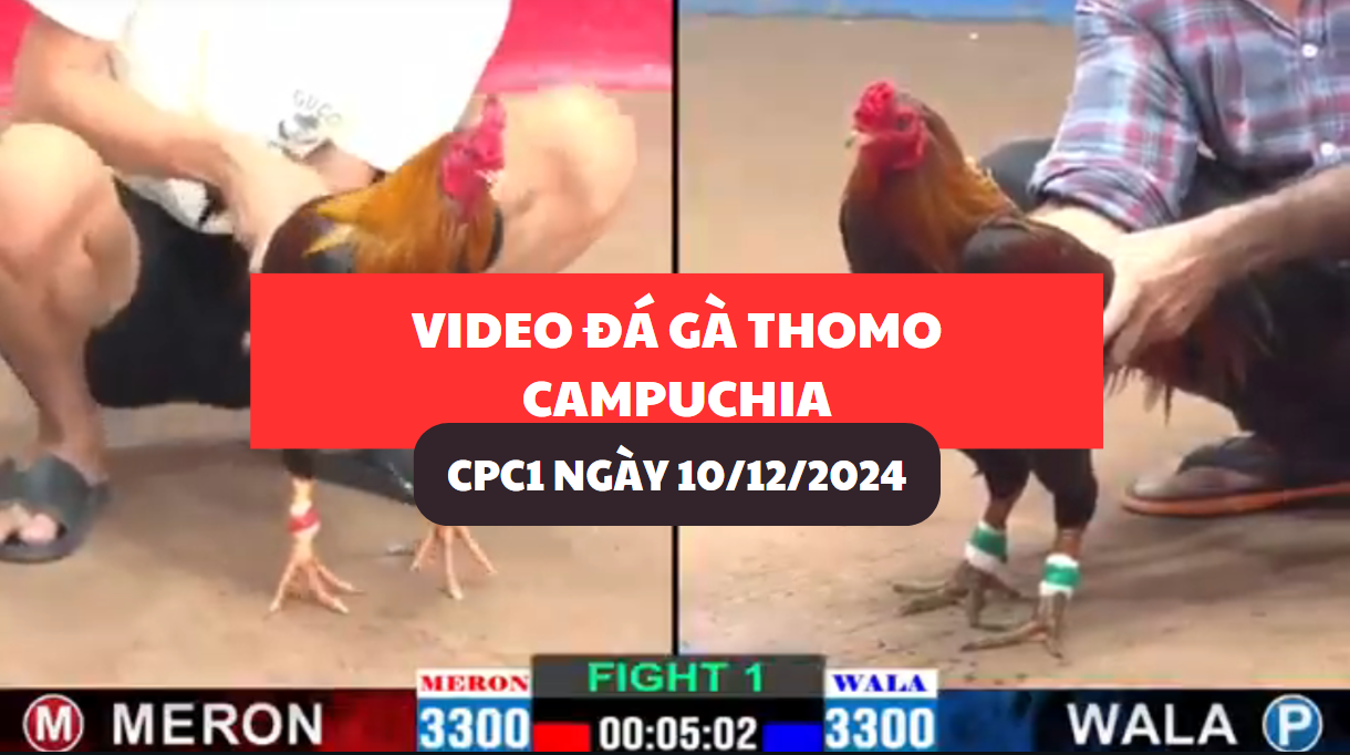 Video Đá Gà Thomo Campuchia tại CPC1 ngày 10/12/2024 3 đá gà thomo tại cpc1 ngày 10/12/2024