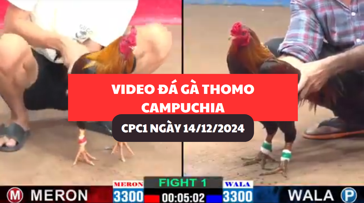 Video Đá Gà Thomo Campuchia tại CPC1 ngày 14/12/2024 1 đá gà thomo tại cpc1 ngày 14/12/2024 hôm nay