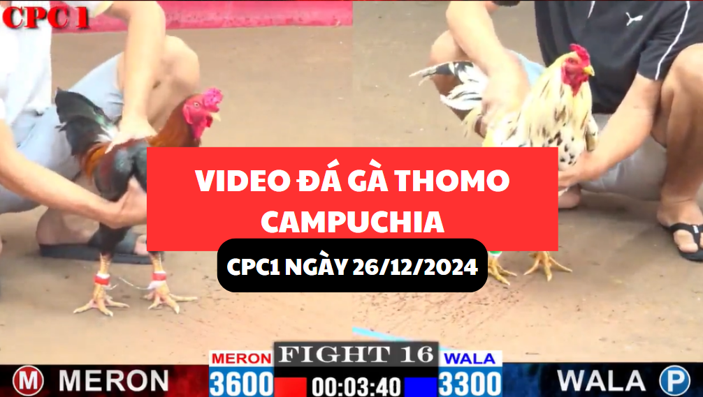 Video Đá Gà Thomo Campuchia tại CPC1 ngày 26/12/2024 4 đá gà thomo tại cpc1 ngày 26/12/2024 hôm nay