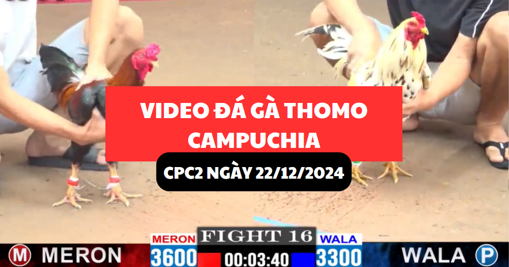 Video Đá Gà Thomo Campuchia tại CPC2 ngày 22/12/2024 3 đá gà thomo tại cpc2 ngày 22/12/2024 hôm nay