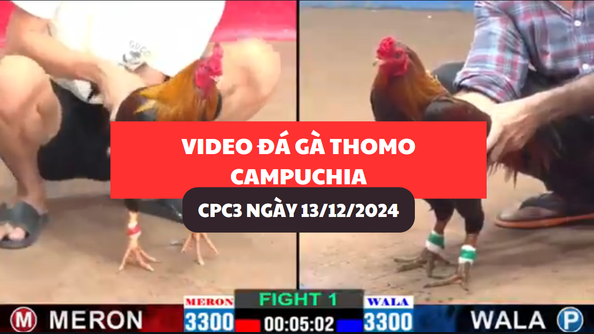 Video Đá Gà Thomo Campuchia tại CPC3 ngày 13/12/2024 1 đá gà thomo tại cpc3 ngày 13/12/2024 hôm nay