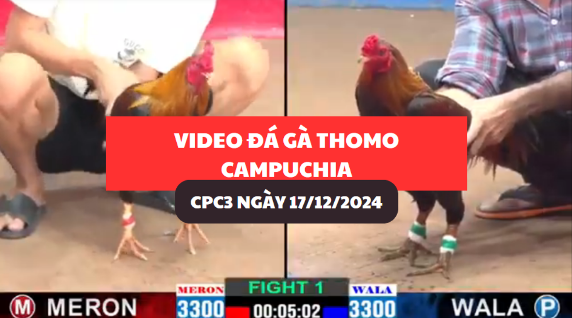 Video Đá Gà Thomo Campuchia tại CPC3 ngày 17/12/2024 7 đá gà thomo tại cpc3 ngày 17/12/2024 hôm nay