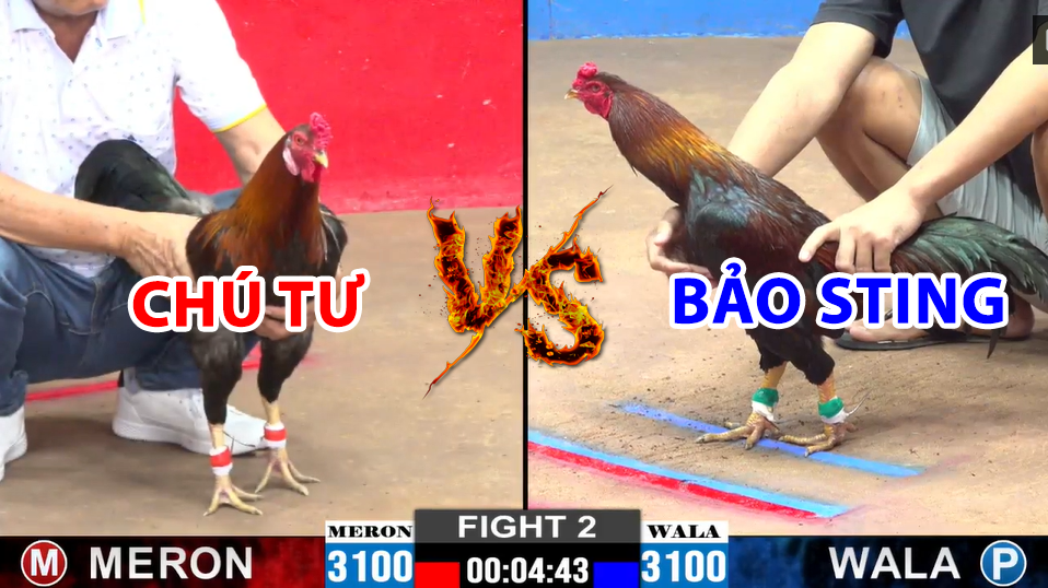 Trận 2 CPC2 ngày 15/12/2024 - Đẳng cấp thả gà điều cọp của Bảo Sting 2 trận 2 cpc2 ngày 15/12/2024 hôm nay chú tư vs bảo sting