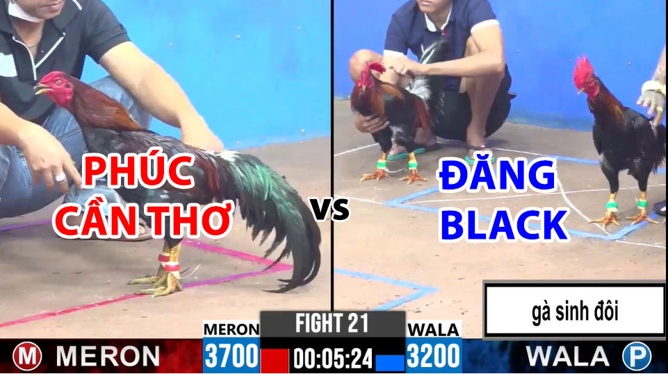 Trận 21 CPC3 ngày 12/12/2024 - 1 Chấp 2 Cặp Gà Sinh Đôi 2 trận 21 cpc3 ngày 12/12/2024 hôm nay phúc cần thơ vs đăng black