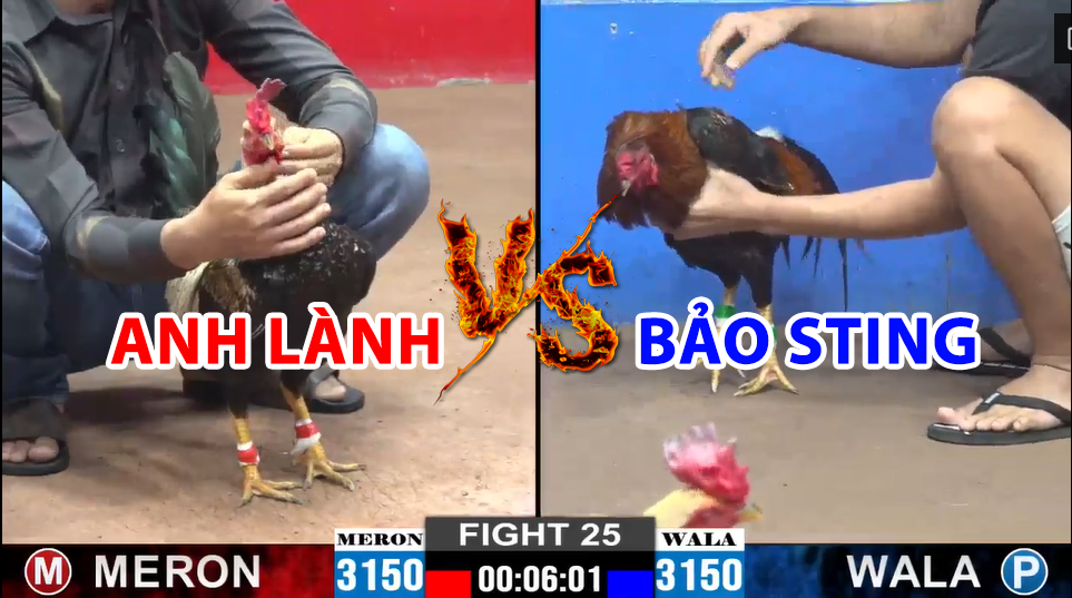 Trận 25 CPC2 ngày 22/12/2024 - Bảo Sting thả gà cọp khiến anh Lành khóc thét 9 trận 25 cpc2 ngày 22/12/204 hôm nay giữa bảo sting và anh lành