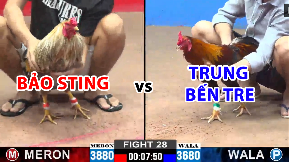 Trận 28 CPC2 ngày 13/12/2024 - Gà cú của Bảo Sting bị dí bạc và cái kết 5 trận 28 cpc2 ngày 13/12/2024 hôm nay bảo sting vs trung bến tre