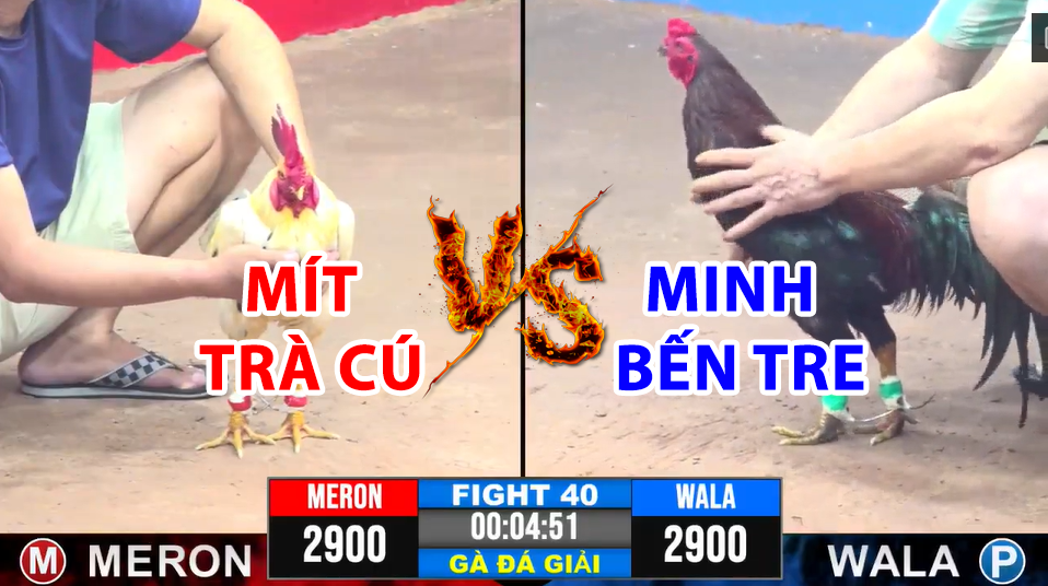 Trận 40 CPC3 ngày 17/12/2024 - Bướm sát thủ của Mít Trà Cú đụng điều cọp 5 trận 40 cpc3 ngày 17/12/2024 hôm nay giữa mít trà cú vs minh bến tre