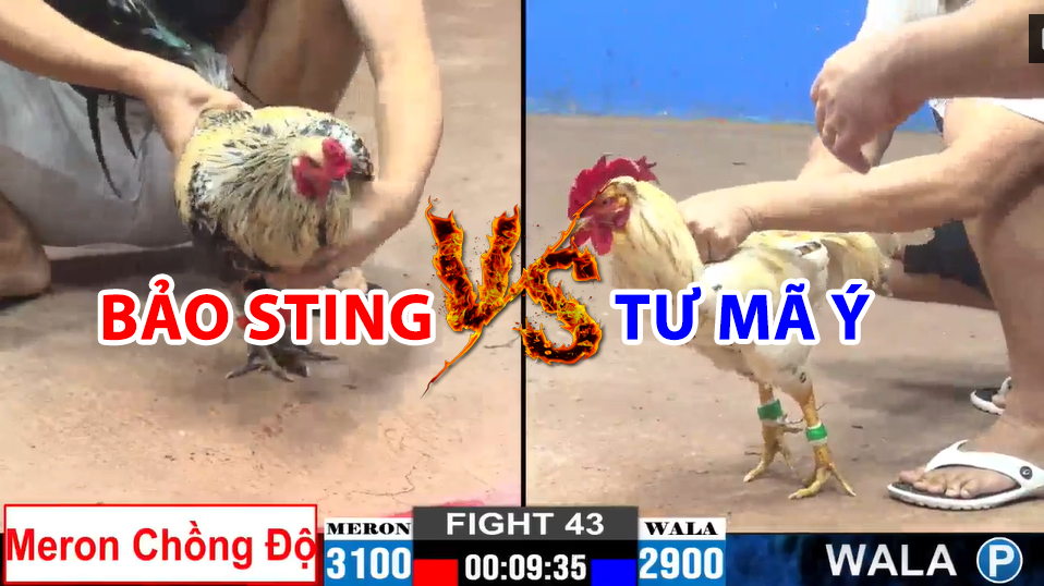trận 43 cpc2 ngày 22/12/2024 hôm nay giữa bảo sting vs tư mã ý