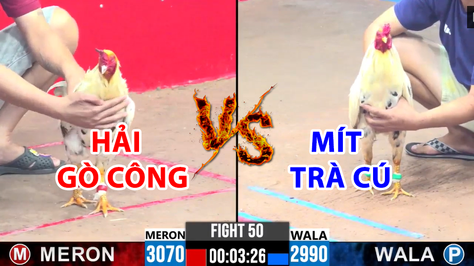 Trận 50 CPC3 ngày 17/12/2024 - Gà bướm Mít Trà Cú lại bị hạ quá nghiệt 3 trận 50 cpc3 ngày 17/12/2024 hôm nay giữa mít trà cú vs hải gò công