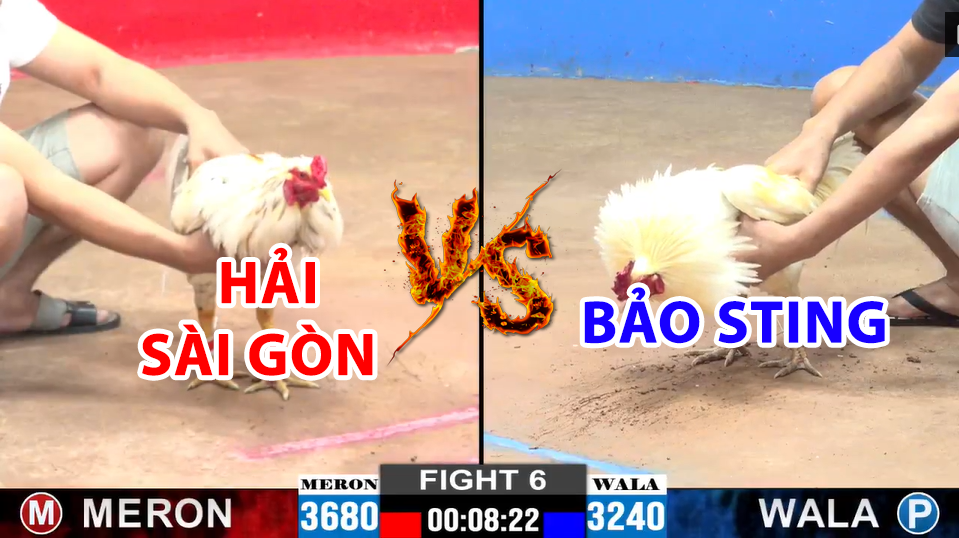 Trận 6 CPC2 ngày 22/12/2024 - Bảo Sting lại chơi liều khi chấp 4 chấm gà 2 trận 6 cpc2 ngày 22/12/2024 hôm nay giữa bảo sting vs hải sài gòn