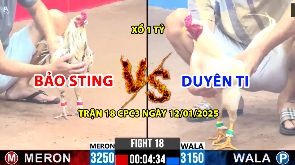 Trận 18 CPC3 ngày 12/01/2025 - Bảo Sting vs Duyên Ti gà úa 2 đá chạy mất mật 10 trận 18 cpc3 ngày 12/01/2025 hôm nay giữa bảo sting vs duyên ti