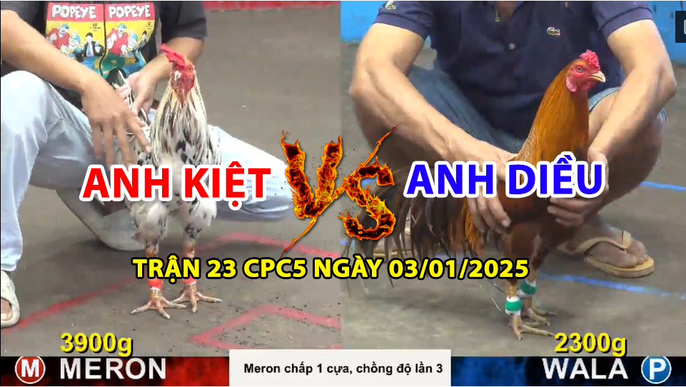 Trận 23 CPC5 ngày 03/01/2025 - Gà Bướm Của anh Kiệt Chồng Độ 3 cái Chấp Đá 1 Cựa 10 trận 23 cpc5 ngày 03/01/2025 hôm nay giữa anh kiệt và anh diều