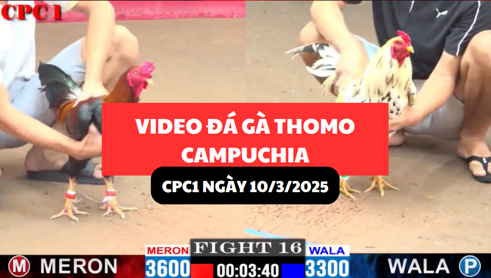 VIDEO ĐÁ GÀ THOMO CAMPUCHIA TẠI CPC1 NGÀY 10/3/2025 7 video đá gà thomo tại cpc1 ngày 10/3/2025 hôm nay