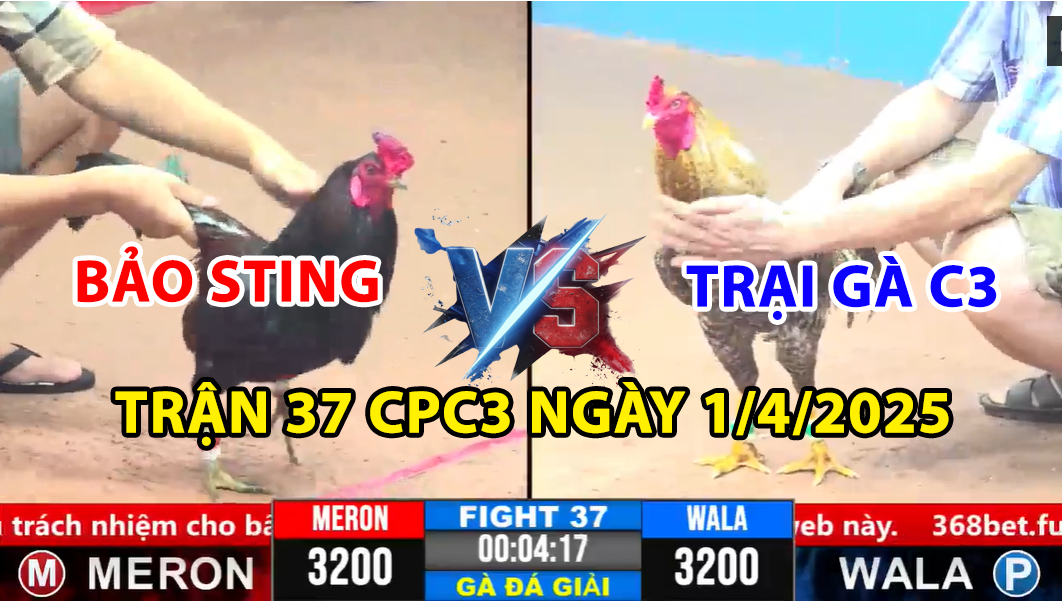 TRẬN 37 CPC3 NGÀY 1/4/2025 - BẢO STING VS TRẠI GÀ C3 7 trận 37 cpc3 ngày 1/4/2025 hôm nay giữa bảo sting vs trại gà c3