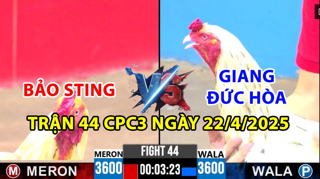 TRẬN 44 CPC3 NGÀY 22/4/2025 - ANH BẢO STING BƯNG GÀ RA SỚM 9 trận 44 cpc3 ngày 22/4/2025 hôm nay giữa bảo sting vs giang đức hòa