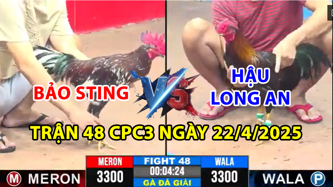 TRẬN 48 CPC3 NGÀY 22/4/2025 - ĐẲNG CẤP SỬA GÀ CỦA BẢO STING CHỮA THUA 5 trận 48 cpc3 ngày 22/4/2025 hôm nay giữa bảo sting vs hậu long an