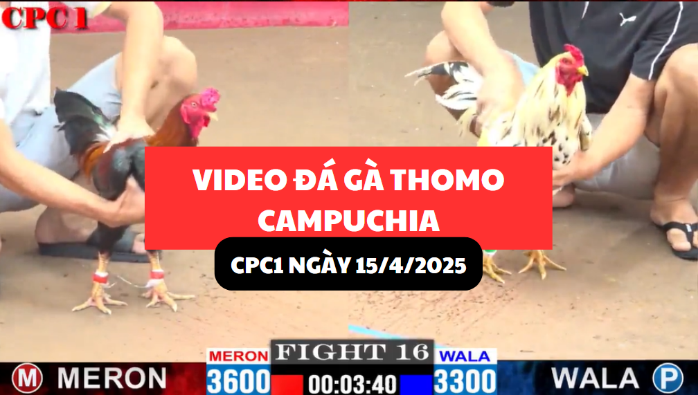 VIDEO ĐÁ GÀ THOMO CAMPUCHIA TẠI CPC1 NGÀY 15/4/2025 1 video đá gà thomo tại cpc1 ngày 15/4/2025 hôm nay