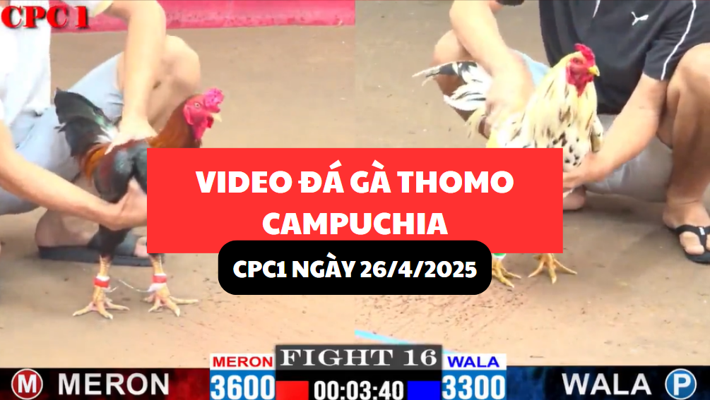 VIDEO ĐÁ GÀ THOMO CAMPUCHIA TẠI CPC1 NGÀY 26/4/2025 6 video đá gà thomo tại cpc1 ngày 26/4/2025 hôm nay