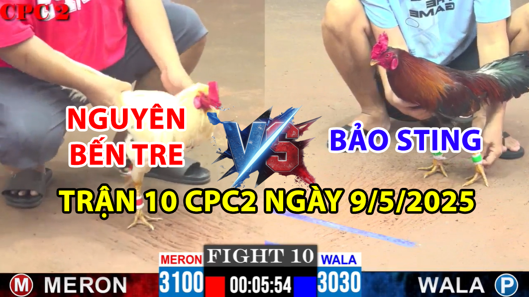TRẬN 10 CPC2 NGÀY 9/5/2025 - GÀ ĐIỀU BẢO STING ÓI HỌNG 7 trận 10 cpc2 ngày 9/5/2025 hôm nay giữa nguyên bến tre và bảo sting