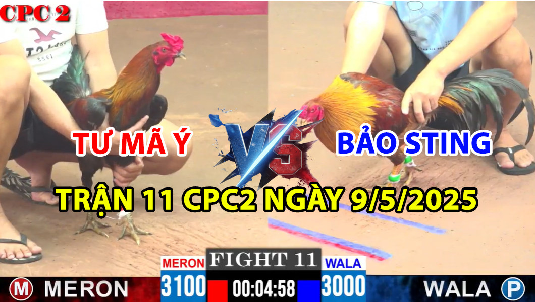TRẬN 11 CPC2 NGÀY 9/5/2025 - GÀ KHÉT CỦA BẢO STING RA CHÂN NHƯ BÚA 6 trận 11 cpc2 ngày 9/5/2025 hôm nay giữa bảo sting và tư mã ý