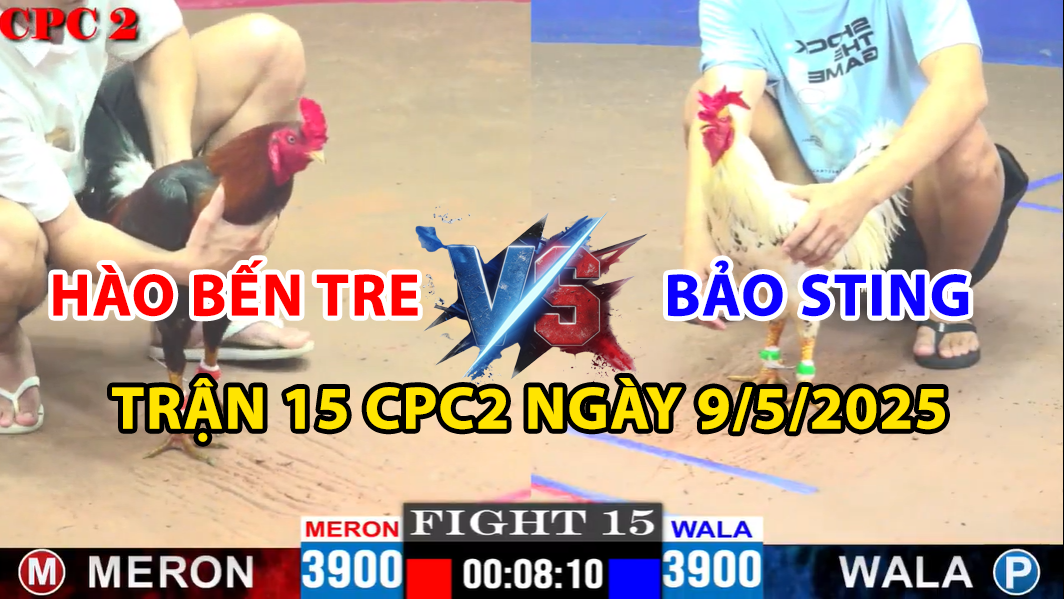 TRẬN 15 CPC2 NGÀY 9/5/2025 - GÀ BƯỚM BẢO STING ÓI VẪN LỤM 4 trận 15 cpc2 ngày 9/5/2025 hôm nay giữa bảo sting và hào bến tre