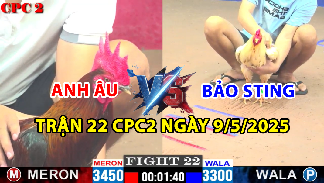 TRẬN 22 CPC2 NGÀY 9/5/2025 - GÀ BƯỚM BẢO STING BỎ BỒ CHẠY 1 trận 22 cpc2 ngày 9/5/2025 hôm nay giữa bảo sting và anh âu