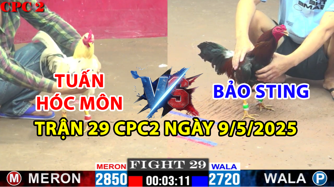 TRẬN 29 CPC2 NGÀY 9/5/2025 - GÀ ANH BẢO STING ĐÂM NHƯ MÁY KHÂU 9 trận 29 cpc2 ngày 9/5/2025 hôm nay giữa tuấn hóc môn và bảo sting